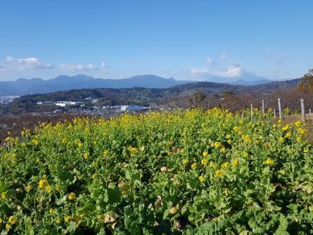 吾妻山公園の菜の花の画像2
