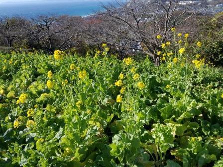 吾妻山公園の菜の花の画像3