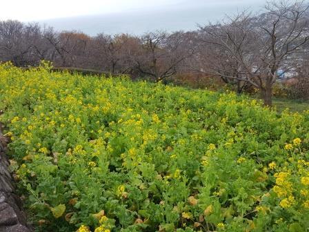 吾妻山公園の菜の花の画像4