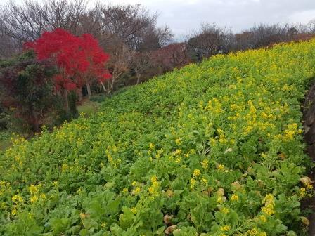 吾妻山公園の菜の花の画像5