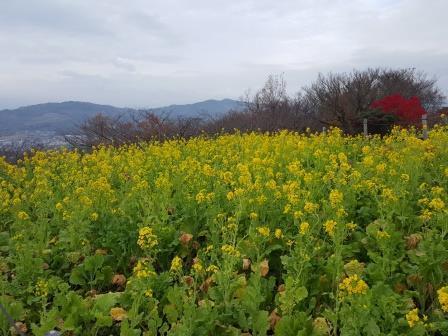 吾妻山公園の菜の花の画像6