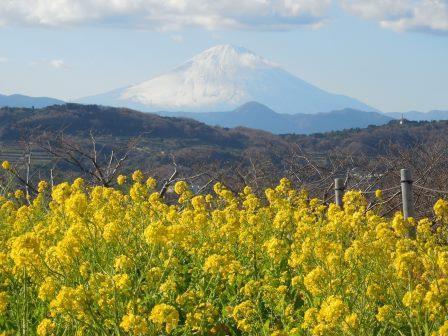 吾妻山公園の菜の花の画像8