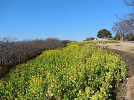 吾妻山公園の菜の花の画像7