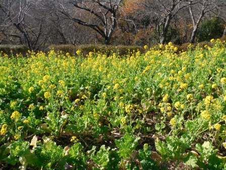 吾妻山公園の菜の花の画像9