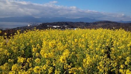 吾妻山公園の菜の花の画像10