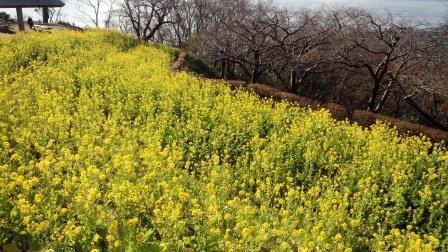 吾妻山公園の菜の花の画像11