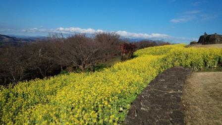 吾妻山公園の菜の花の画像12