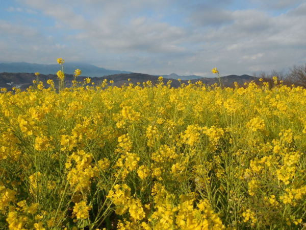 吾妻山公園菜の花画像