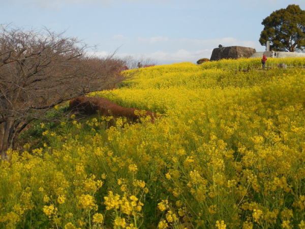 吾妻山公園菜の花画像2