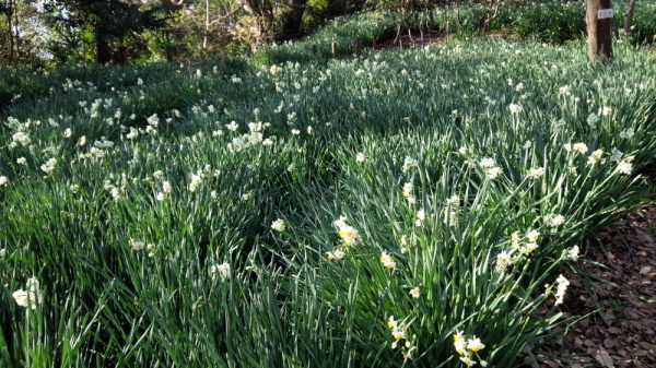 吾妻山公園水仙画像2