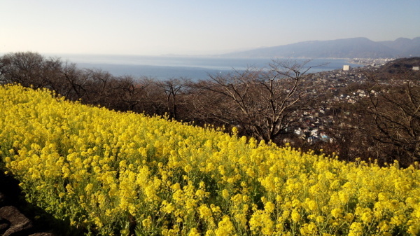 吾妻山公園菜の花画像3