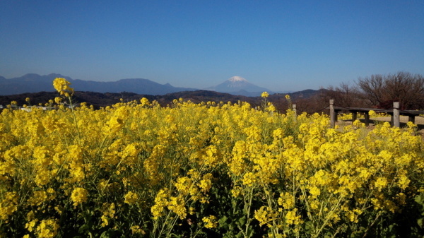 吾妻山公園菜の花画像5