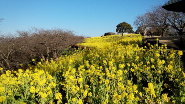 吾妻山公園菜の花画像4