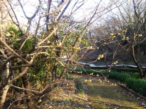 せせらぎ公園ロウバイ