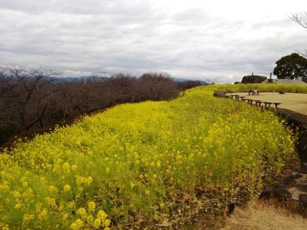 吾妻山公園菜の花画像2