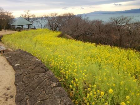 吾妻山公園菜の花画像