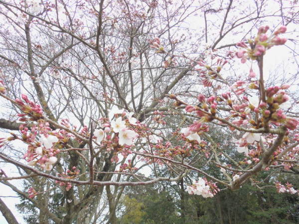 吾妻山の桜1