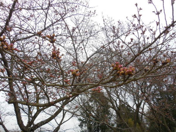 吾妻山の桜2