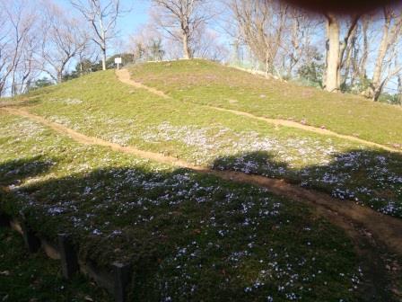 吾妻山公園のシバザクラ1