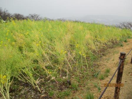 吾妻山公園の菜の花1