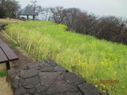 吾妻山公園の菜の花2