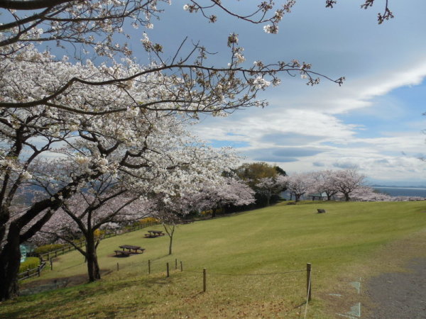 吾妻山公園桜3