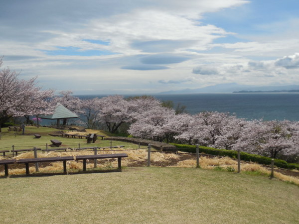 吾妻山公園桜