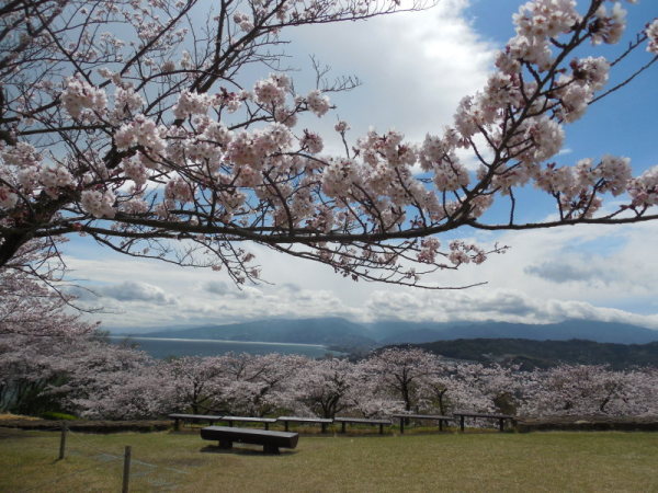 吾妻山公園桜2