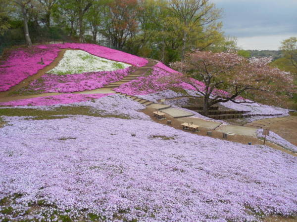 吾妻山シバザクラ2