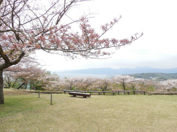 吾妻山桜2