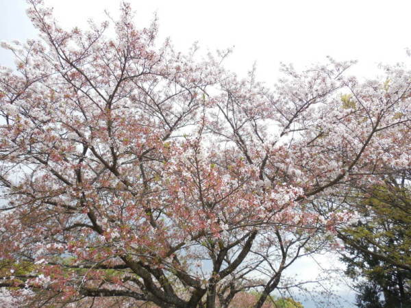 吾妻山桜3