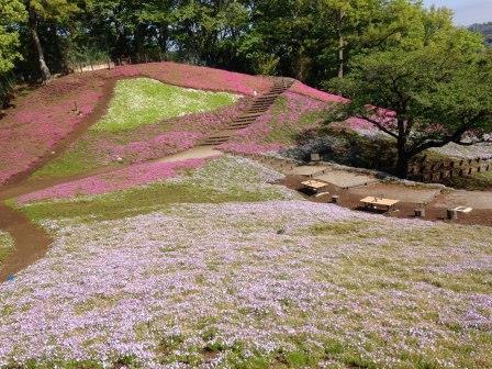 吾妻山公園シバザクラ