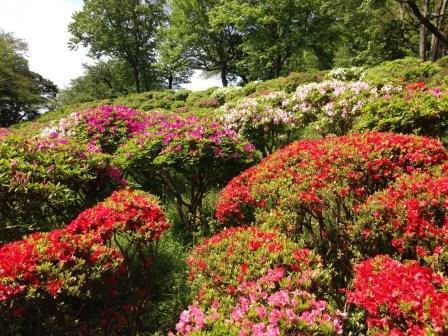 吾妻山公園ツツジ3