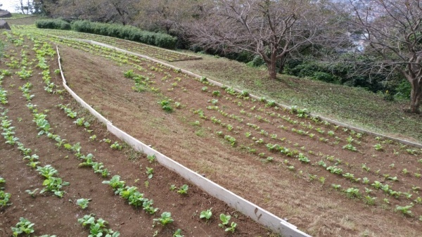 吾妻山菜の花2