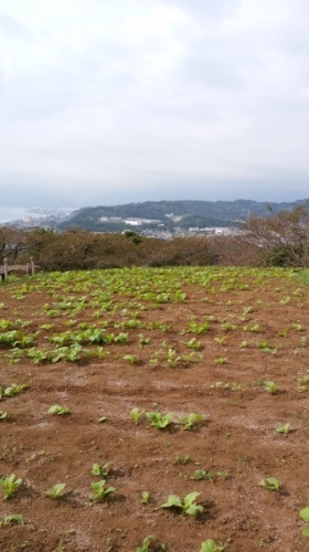 吾妻山菜の花3