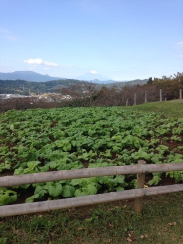 吾妻山公園菜の花1