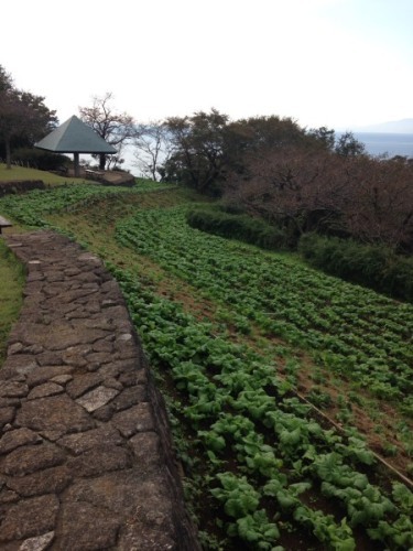 吾妻山公園菜の花2