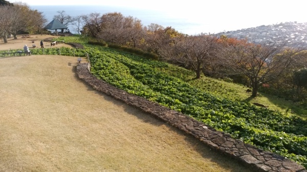 吾妻山公園菜の花13