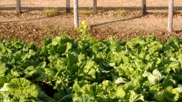 吾妻山公園菜の花15