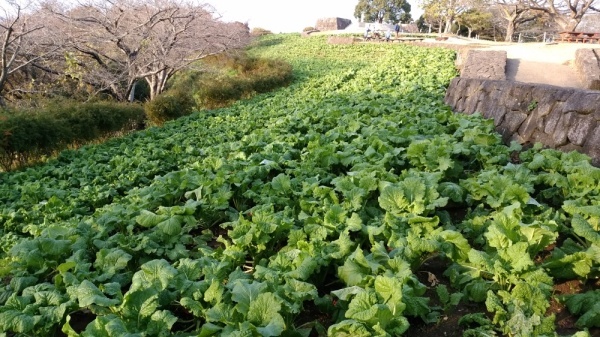 吾妻山公園菜の花16