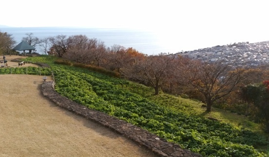 吾妻山公園菜の花9