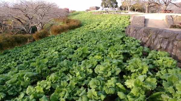 吾妻山公園菜の花11