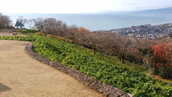 吾妻山公園菜の花5