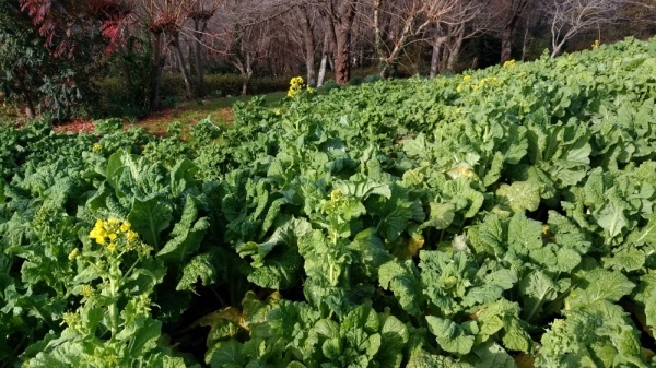 吾妻山公園菜の花6