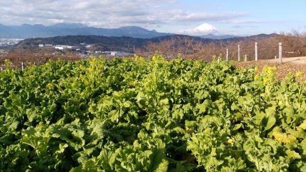 吾妻山公園菜の花7