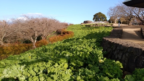 吾妻山公園菜の花8