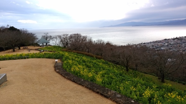 吾妻山公園菜の花