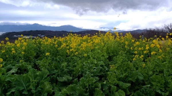 吾妻山公園菜の花2