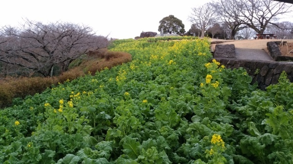 吾妻山公園菜の花3