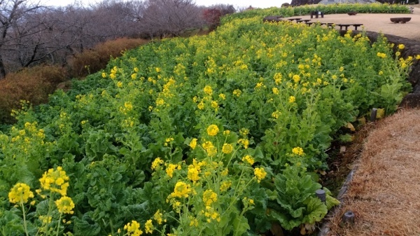 吾妻山公園菜の花4